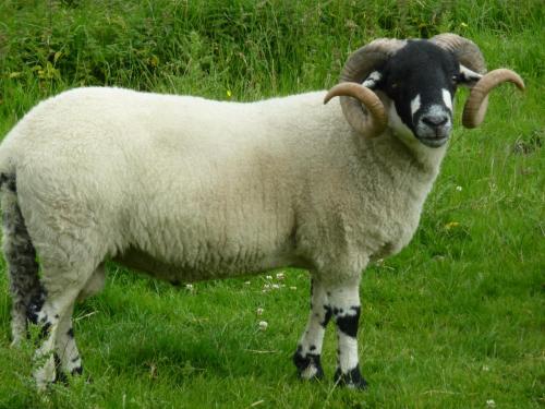 Yorkshire Schaf