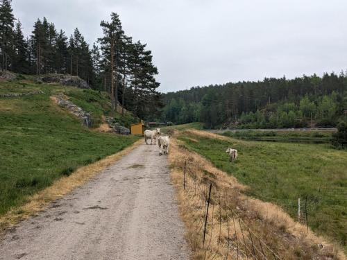 PXL 20230621 110228279.jpg compressed